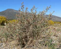 Stephanomeria spinosa Thorn Skeletonweed Stephanomeria spinosa Thorn Skeletonweed
