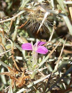 Stephanomeria spinosa Thorn Skeletonweed Stephanomeria spinosa Thorn Skeletonweed