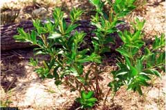 Stillingia sylvatica Queen Stillingia sylvatica Queen