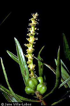 Stillingia sylvatica Queen Stillingia sylvatica Queen