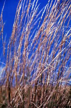 Stipa viridula Green Needlegrass Stipa viridula Green Needlegrass