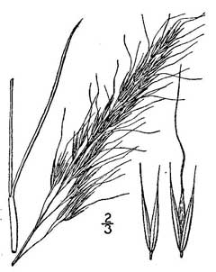 Stipa viridula Green Needlegrass Stipa viridula Green Needlegrass