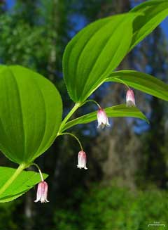 Streptopus roseus Scootberry, Rosybells Streptopus roseus Scootberry, Rosybells
