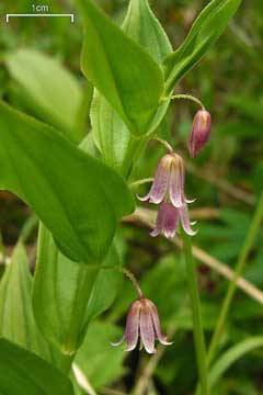 Streptopus roseus Scootberry, Rosybells Streptopus roseus Scootberry, Rosybells