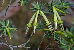 Styphelia viridis 
