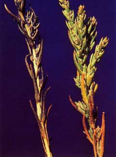 Suaeda occidentalis Western Seepweed