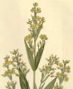 Swertia chirayita Chiretta