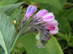 Symphytum uplandicum Comfrey
