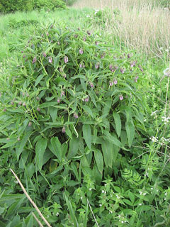 Symphytum uplandicum Comfrey