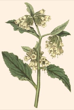 Symphytum orientale White comfrey