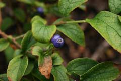 Symplocos paniculata Asiatic Sweetleaf, Sapphire-berry Symplocos paniculata Asiatic Sweetleaf, Sapphire-berry