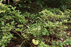 Symplocos paniculata Asiatic Sweetleaf, Sapphire-berry Symplocos paniculata Asiatic Sweetleaf, Sapphire-berry
