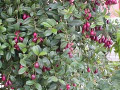 Syzygium paniculatum Brush Cherry Syzygium paniculatum Brush Cherry