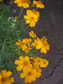 Tagetes lucida Mexican Tarragon, Sweetscented marigold Tagetes lucida Mexican Tarragon, Sweetscented marigold