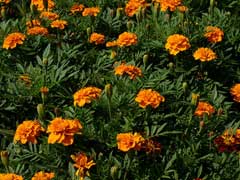 Tagetes patula French Marigold, Dwarf French Marigold Tagetes patula French Marigold, Dwarf French Marigold