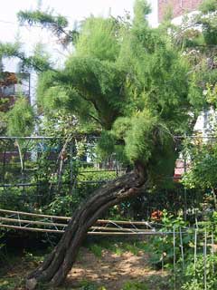 Tamarix chinensis Chinese Tamarisk, Five-stamen tamarisk Tamarix chinensis Chinese Tamarisk, Five-stamen tamarisk