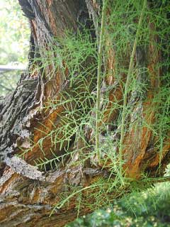 Tamarix chinensis Chinese Tamarisk, Five-stamen tamarisk Tamarix chinensis Chinese Tamarisk, Five-stamen tamarisk