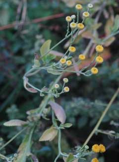 Tanacetum balsamita Alecost