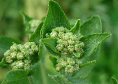 Tanacetum balsamita Alecost