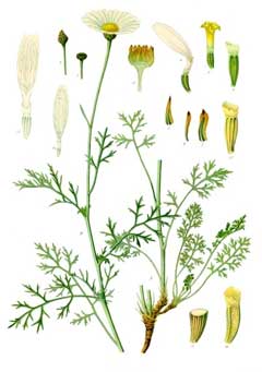 Tanacetum_cinerariifolium Dalmation Pellitory, Pyrethrum