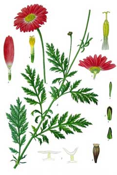 Tanacetum_coccineum Pyrethrum, Pyrethum daisy, Persian Insect Flower,  Painted Daisy