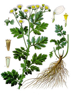 Tanacetum parthenium Feverfew