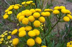 Tanacetum vulgare Tansy, Common tansy, Golden Buttons, Curly Leaf Tansy