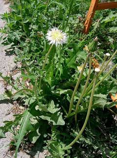 Taraxacum albidum Taraxacum albidum