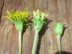 Taraxacum kok-saghyz Rubber Dandelion
