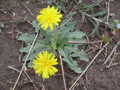 Taraxacum kok-saghyz Rubber Dandelion