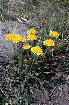 Taraxacum laevigatum Red-Seed Dandelion, Rock dandelion Taraxacum laevigatum Red-Seed Dandelion, Rock dandelion