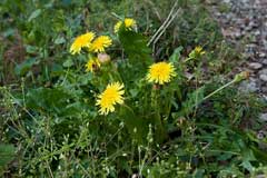 Taraxacum platycarpum Taraxacum platycarpum