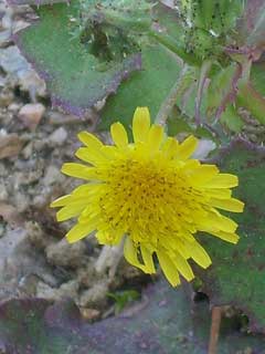Taraxacum platycarpum Taraxacum platycarpum