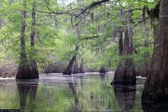 Taxodium distichum Swamp Cypress, Bald cypress, Common Bald Cypress Taxodium distichum Swamp Cypress, Bald cypress, Common Bald Cypress