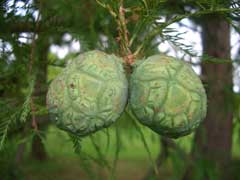 Taxodium_distichum Swamp Cypress, Bald cypress, Common Bald Cypress