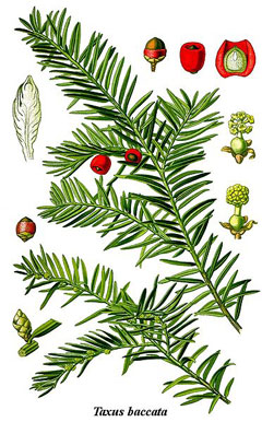 Taxus_baccata Yew, English yew,  Common Yew