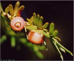Taxus_brevifolia Pacific Yew