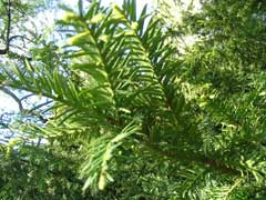 Taxus_canadensis Canadian Yew