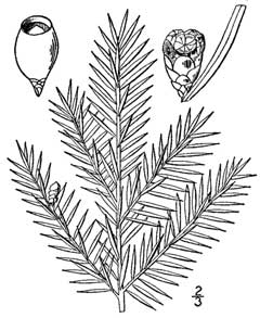 Taxus_canadensis Canadian Yew