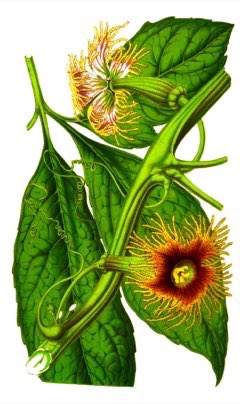 Telfairia pedata Oysternut Telfairia pedata Oysternut