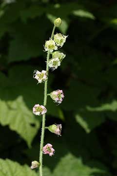 Tellima grandiflora Fringe Cups, Bigflower tellima Tellima grandiflora Fringe Cups, Bigflower tellima
