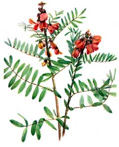 Tephrosia virginiana Catgut, Virginia tephrosia Tephrosia virginiana Catgut, Virginia tephrosia