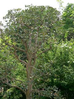 Ternstroemia japonica Ternstroemia japonica