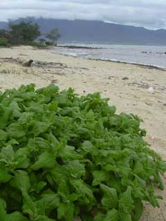 Tetragonia tetragonoides New Zealand Spinach