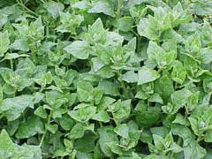 Tetragonia tetragonoides New Zealand Spinach