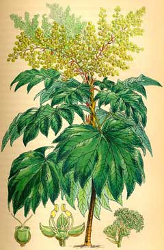 Tetrapanax papyrifer Rice Paper Plant, Chinese Rice Paper Plant