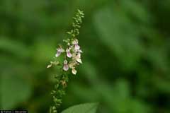 Teucrium canadense American Germander, Canada germander, Western germander Teucrium canadense American Germander, Canada germander, Western germander