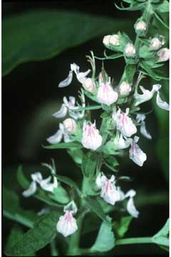 Teucrium canadense American Germander, Canada germander, Western germander Teucrium canadense American Germander, Canada germander, Western germander