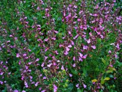 Teucrium chamaedrys Wall Germander, Germander Teucrium chamaedrys Wall Germander, Germander