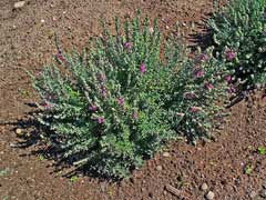 Teucrium marum Cat Thyme Teucrium marum Cat Thyme